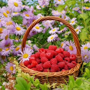 Preview wallpaper flowers, berries, raspberries, basket