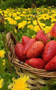 Preview wallpaper flowers, berries, strawberries, grass, basket, dandelions