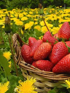 Preview wallpaper flowers, berries, strawberries, grass, basket, dandelions