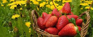 Preview wallpaper flowers, berries, strawberries, grass, basket, dandelions