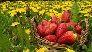 Preview wallpaper flowers, berries, strawberries, grass, basket, dandelions