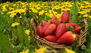 Preview wallpaper flowers, berries, strawberries, grass, basket, dandelions