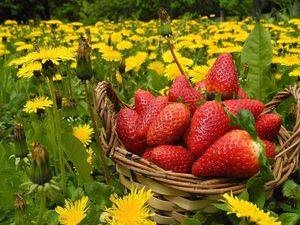 Preview wallpaper flowers, berries, strawberries, grass, basket, dandelions