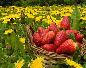Preview wallpaper flowers, berries, strawberries, grass, basket, dandelions
