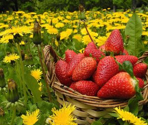 Preview wallpaper flowers, berries, strawberries, grass, basket, dandelions