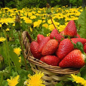 Preview wallpaper flowers, berries, strawberries, grass, basket, dandelions