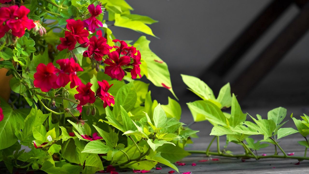 Wallpaper flowers, bindweed, pots, leaves, petals