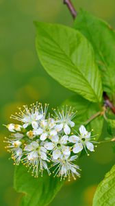 Preview wallpaper flowers, bird cherry, flowering, leaves