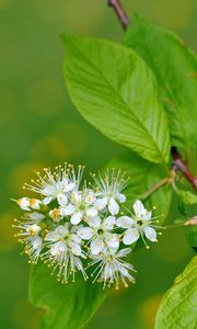 Preview wallpaper flowers, bird cherry, flowering, leaves