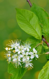 Preview wallpaper flowers, bird cherry, flowering, leaves