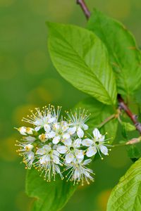 Preview wallpaper flowers, bird cherry, flowering, leaves