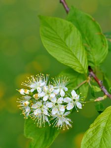 Preview wallpaper flowers, bird cherry, flowering, leaves