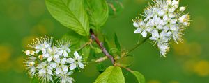 Preview wallpaper flowers, bird cherry, flowering, leaves