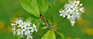 Preview wallpaper flowers, bird cherry, flowering, leaves