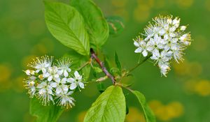 Preview wallpaper flowers, bird cherry, flowering, leaves