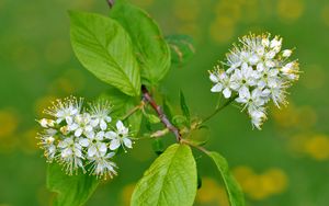 Preview wallpaper flowers, bird cherry, flowering, leaves