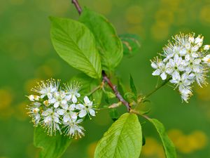 Preview wallpaper flowers, bird cherry, flowering, leaves