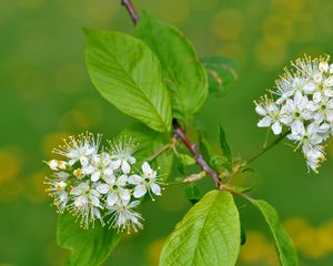 Preview wallpaper flowers, bird cherry, flowering, leaves