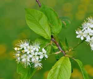 Preview wallpaper flowers, bird cherry, flowering, leaves