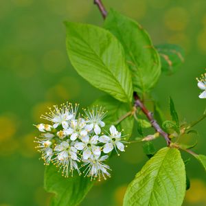 Preview wallpaper flowers, bird cherry, flowering, leaves