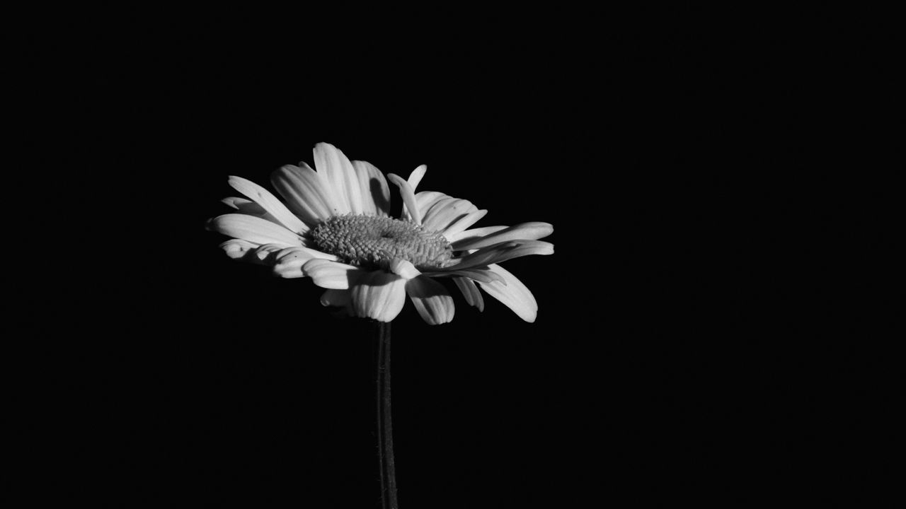 Wallpaper flowers, black and white, black