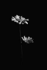 Preview wallpaper flowers, black and white, black