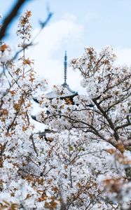 Preview wallpaper flowers, bloom, architecture, building