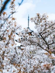 Preview wallpaper flowers, bloom, architecture, building