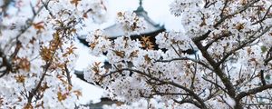 Preview wallpaper flowers, bloom, architecture, building