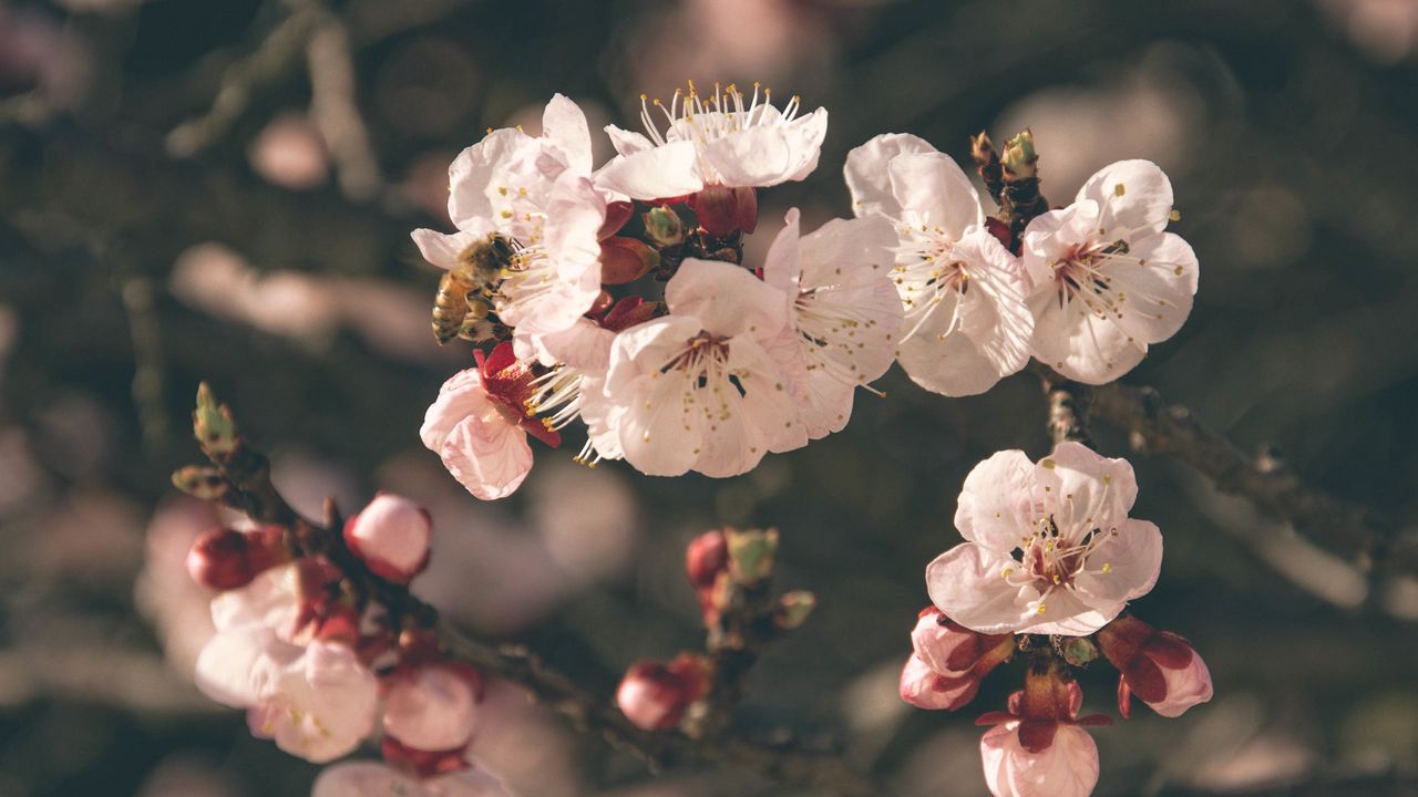 Wallpaper flowers, bloom, bee, pollination, spring
