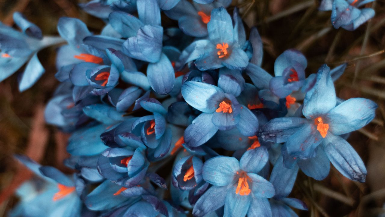Wallpaper flowers, bloom, blur, petals, flower bed