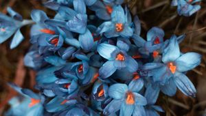 Preview wallpaper flowers, bloom, blur, petals, flower bed