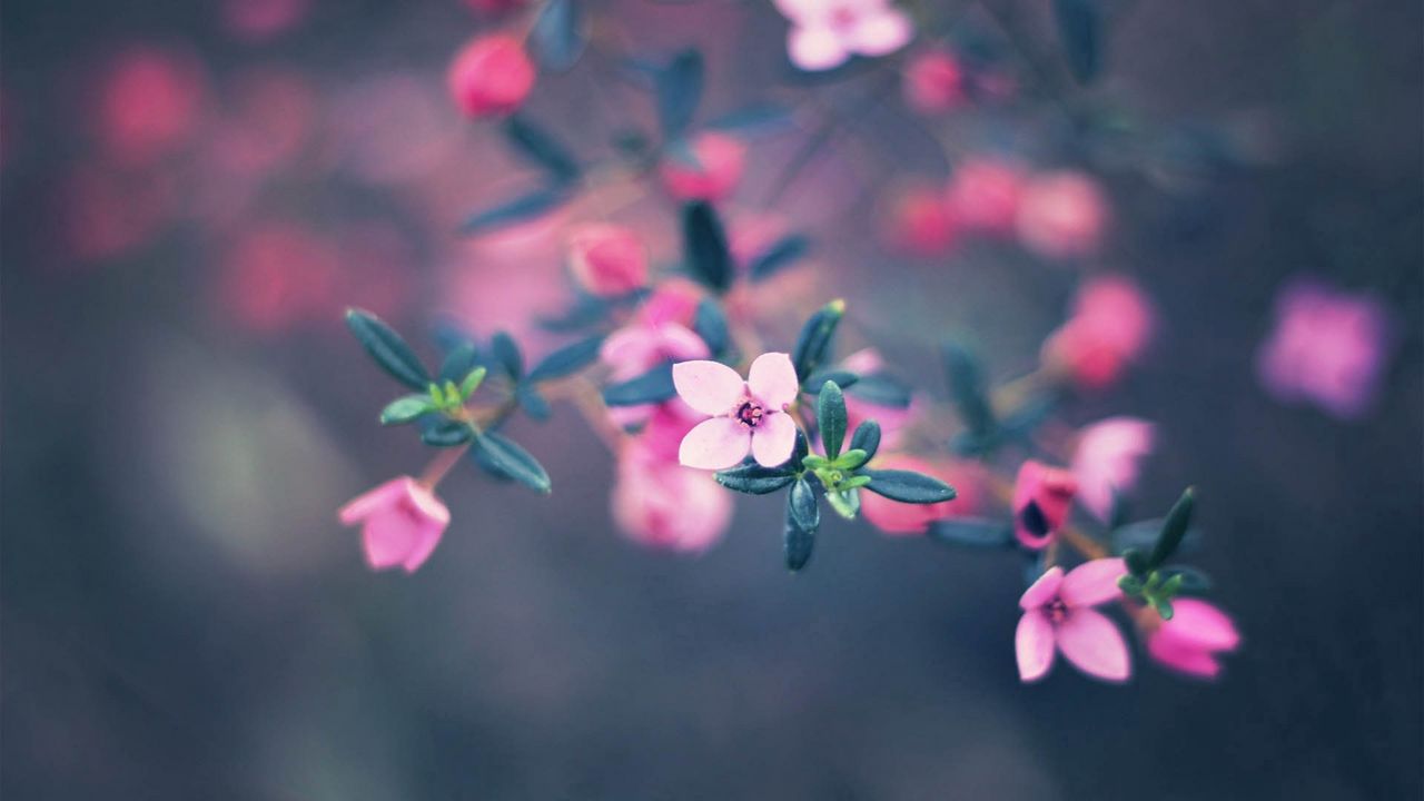 Wallpaper flowers, bloom, blur