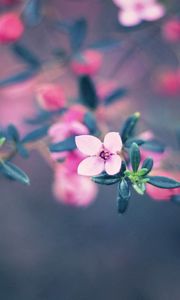 Preview wallpaper flowers, bloom, blur