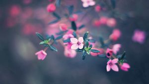 Preview wallpaper flowers, bloom, blur
