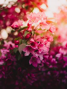 Preview wallpaper flowers, bloom, branch, light