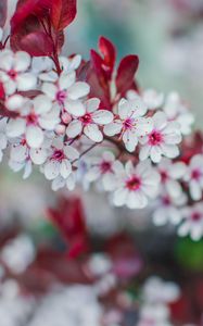 Preview wallpaper flowers, bloom, branch, spring