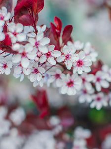 Preview wallpaper flowers, bloom, branch, spring