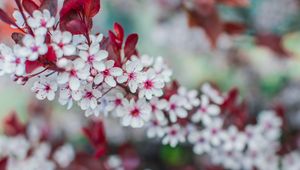 Preview wallpaper flowers, bloom, branch, spring