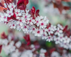 Preview wallpaper flowers, bloom, branch, spring