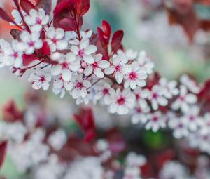 Preview wallpaper flowers, bloom, branch, spring