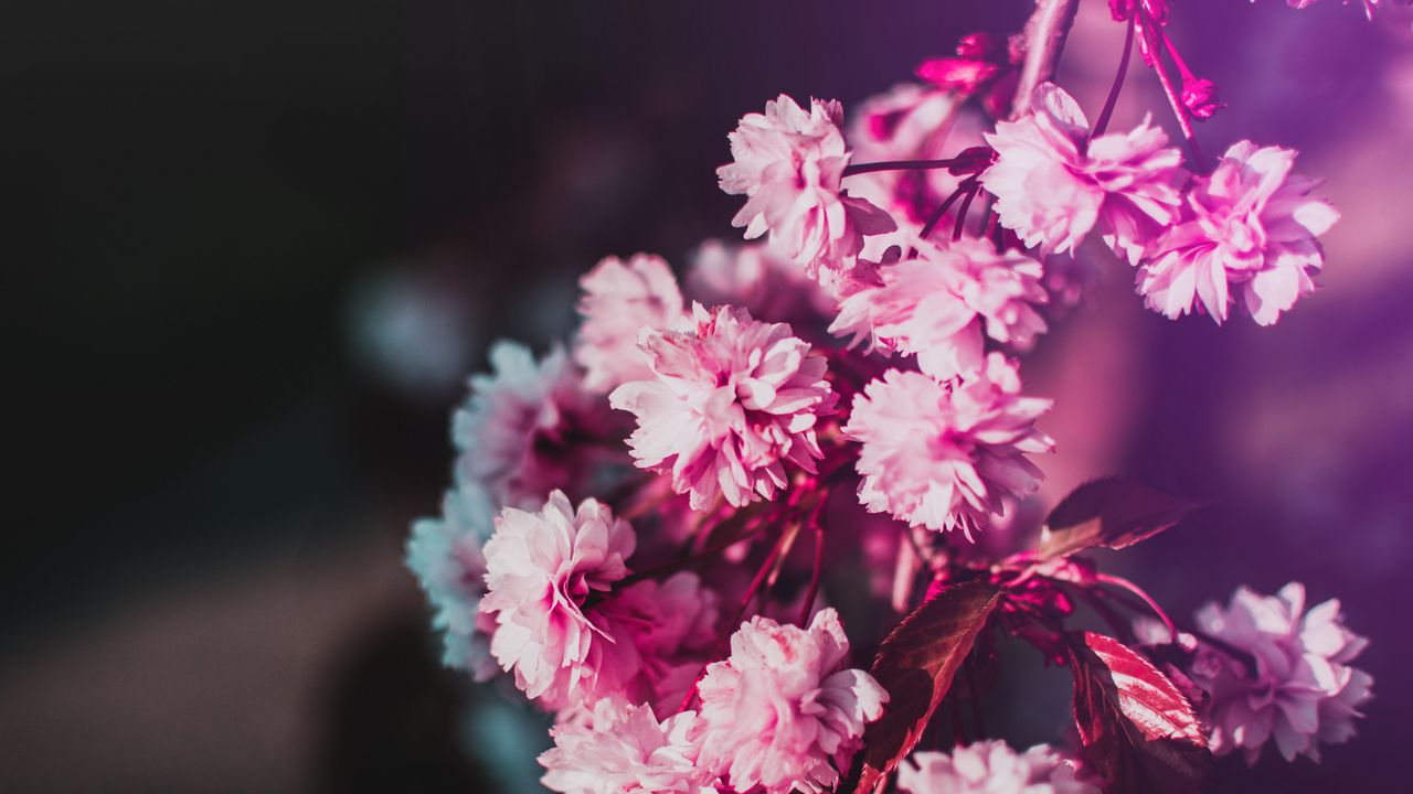 Wallpaper flowers, bloom, branch, pink, blur