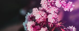 Preview wallpaper flowers, bloom, branch, pink, blur