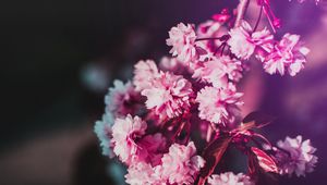 Preview wallpaper flowers, bloom, branch, pink, blur