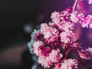 Preview wallpaper flowers, bloom, branch, pink, blur