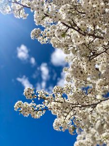 Preview wallpaper flowers, bloom, branch, spring, sky