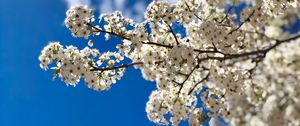 Preview wallpaper flowers, bloom, branch, spring, sky