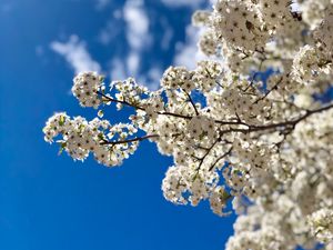 Preview wallpaper flowers, bloom, branch, spring, sky