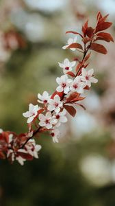 Preview wallpaper flowers, bloom, branch, leaves