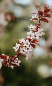 Preview wallpaper flowers, bloom, branch, leaves